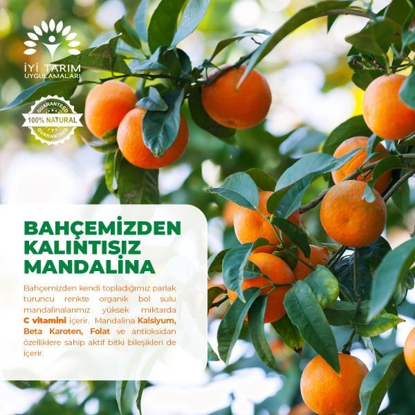 Nova Mandalina