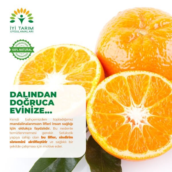 Nova Mandalina