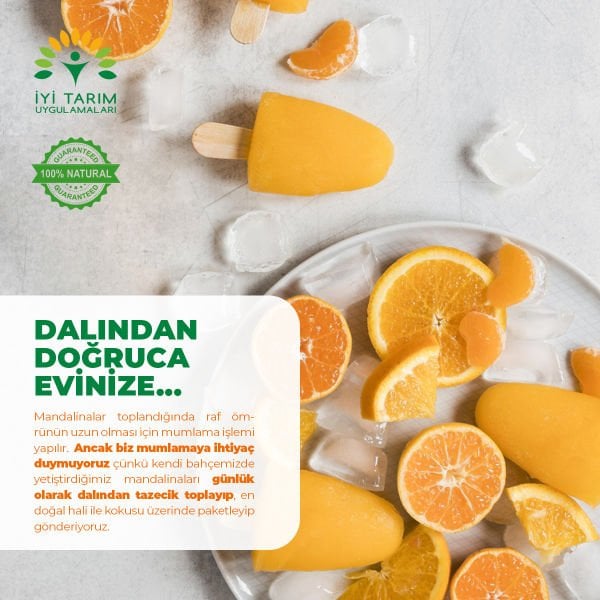Nova Mandalina