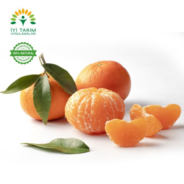 Dobashi Beni Mandalina