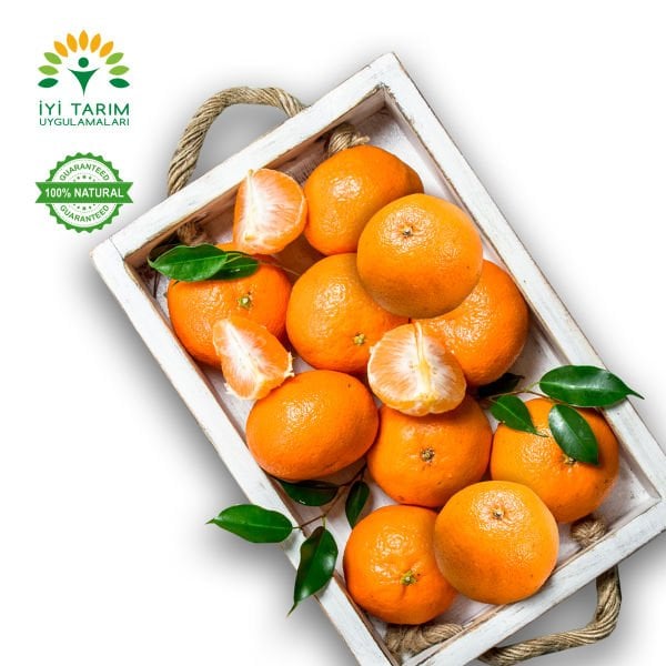 Dobashi Beni Mandalina