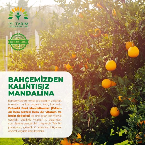 Dobashi Beni Mandalina