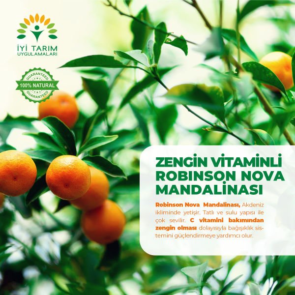 Robinson Nova Mandalina