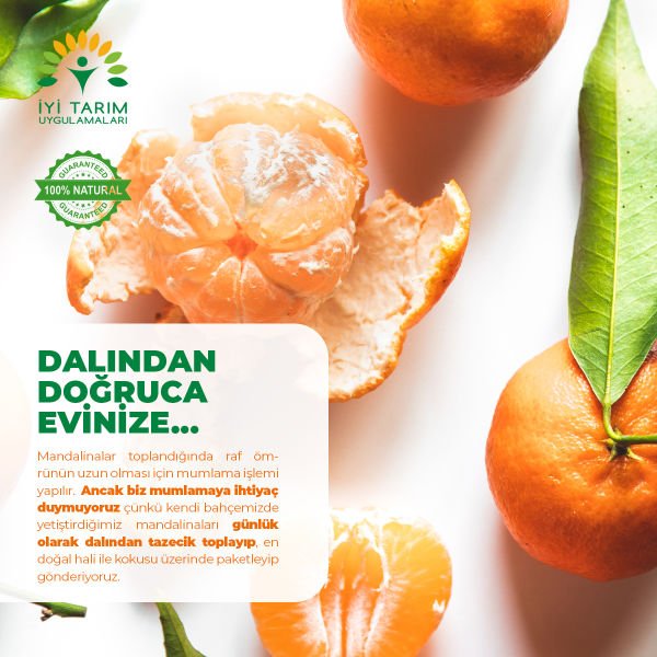 Robinson Nova Mandalina