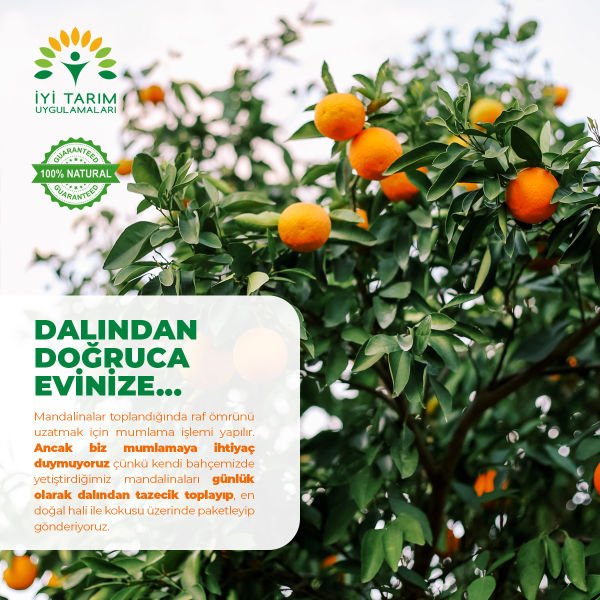 W Murcott Mandalina