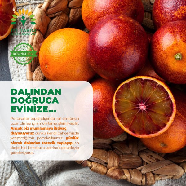 Kanlı Valencia Portakalı