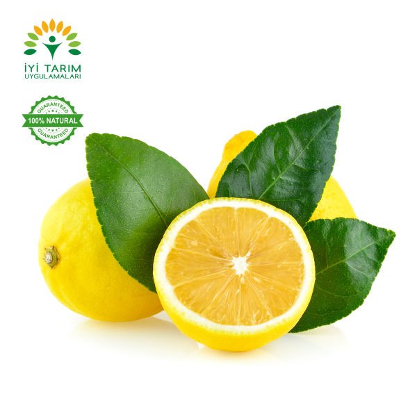 Mayer Limon