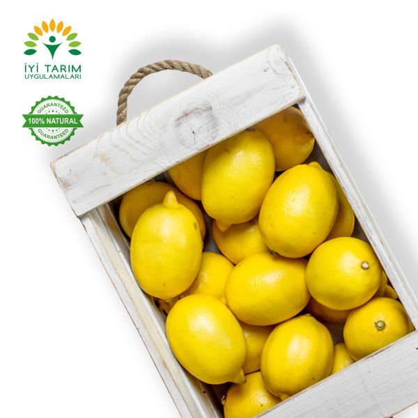 Mayer Limon