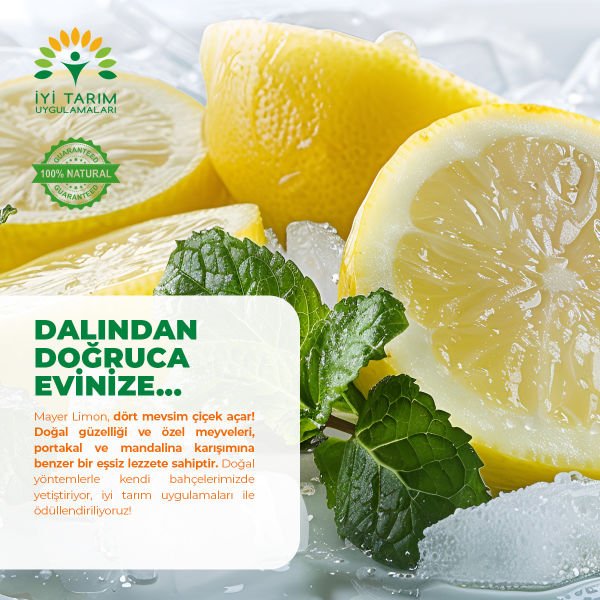 Mayer Limon