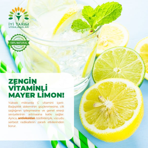 Mayer Limon