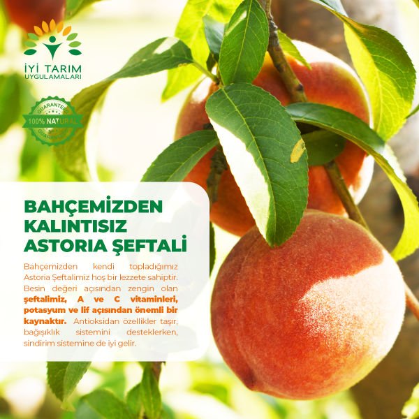 Astoria Şeftali